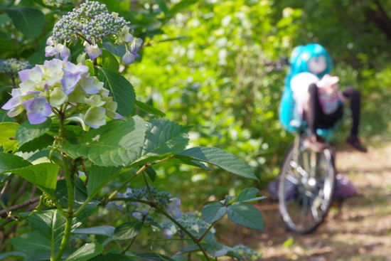 紫陽花と自転車に乗ったえむ