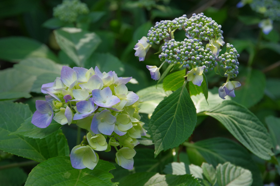 2018年5月紫陽花