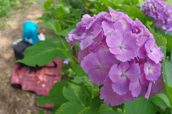 ふぇありーどーる えむと紫陽花の花