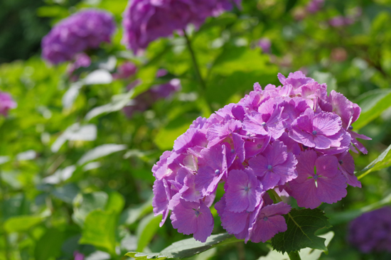 2018年東京の紫陽花